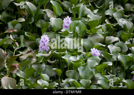 Water Hyacinth (Eichornia crassipes). Native to Amazon Basin. Here has invaded a reservoir in Costa Rica a near solid mass. Stock Photo