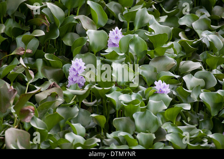 Water Hyacinth (Eichornia crassipes). Native to Amazon Basin. Here has invaded a reservoir in Costa Rica a near solid mass. Stock Photo