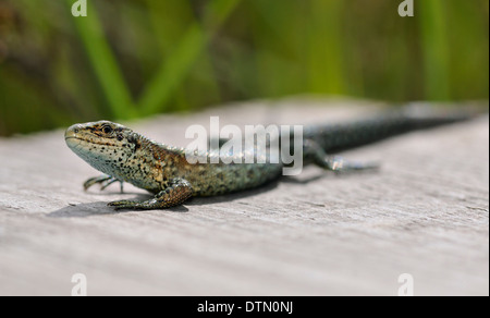 Common or Viviparous Lizard - Lacerta vivipara Warming in sun Stock Photo