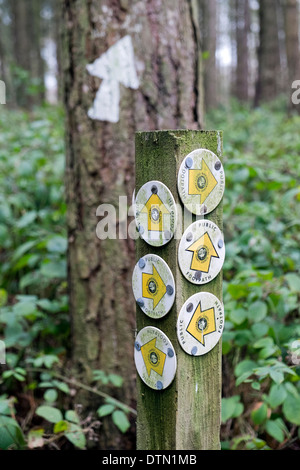 A confusion of Bucks County Council public footpath signs on a post within a Chilterns woodland Stock Photo