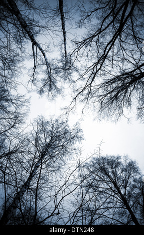 Looking up on leafless birch trees in the forest Stock Photo