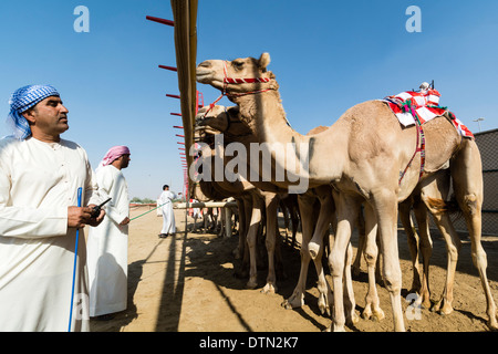 Camels at starting gate at Dubai Camel Racing Club at Al Marmoum in Dubai United Arab Emirates Stock Photo