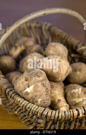 Helianthus tuberosus. Jerusalem artichokes in a basket. Stock Photo