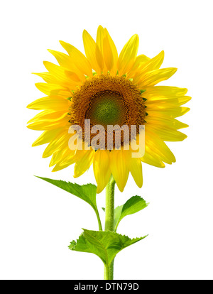 yellow sunflower isolated on white background Stock Photo - Alamy