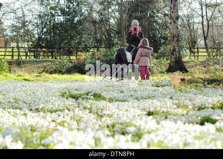 Visitors to Hodsock Priory pause to admire the drifts of snowdrops growing in Hodsock's woodland, Blyth, north Nottinghamshire Stock Photo