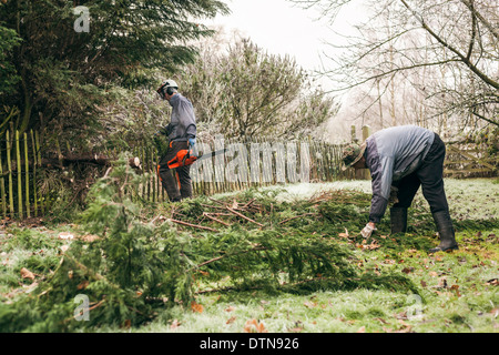 Professional gardeners pruning trees. Stock Photo
