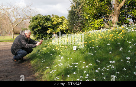 Visitors to Hodsock Priory photograph Narcissus Cedric Morris daffodils in this county home's open gardens, Nottinghamshire, UK Stock Photo