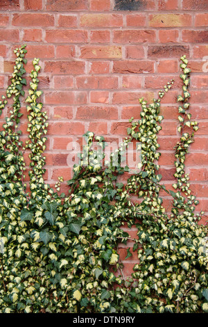 Common ivy (Hedera Helix) creeping up a red brick wall, England, UK Stock Photo