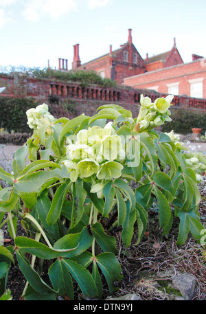 Green hellebores in the winter open garden against Hodsock Priory, Blyth, north Nottinghamshire, England, UK Stock Photo