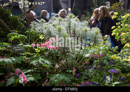 21 February 2014, London, UK. The RHS London Show showcasing early flowering plants takes place at the Royal Horticultural Halls, London. Photo: Nick Savage/Alamy Live News Stock Photo