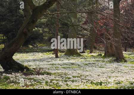 Hodsock Priory, Nottinghamshire, UK: Snowdrop festooned deciduous woodland at Hodsock Priory in Nottinghamshire. Stock Photo