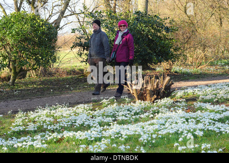 A couple walk through woodland covered in drifts of snowdrops (Galanthus nivalis) in February at Hodsock Priory, Nottinghamshire Stock Photo