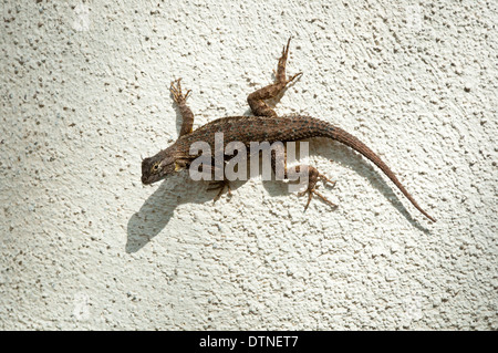 Western Fence Lizard (Sceloporus occidentalis) on white stone wall Stock Photo