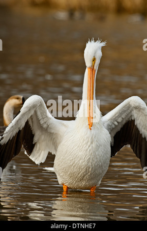 American white pelican in White Rock Lake, Dallas, Texas, USA Stock Photo