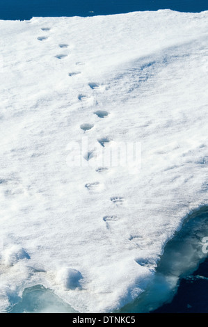 Polar Bear footprints in the snow on the pack ice in the Svalbard Archipelago, Norway Stock Photo
