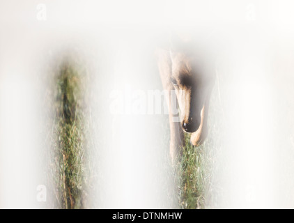 Mule deer (Odocoileus hemionus) viewed through fence from Salida, Colorado, USA Stock Photo