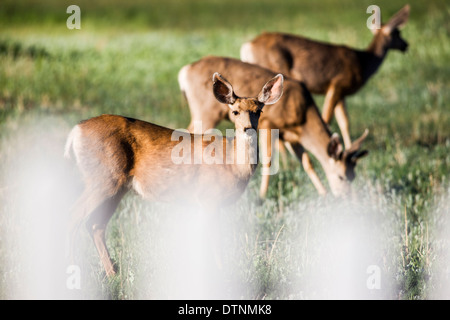 Mule deer (Odocoileus hemionus) viewed through fence from Salida, Colorado, USA Stock Photo