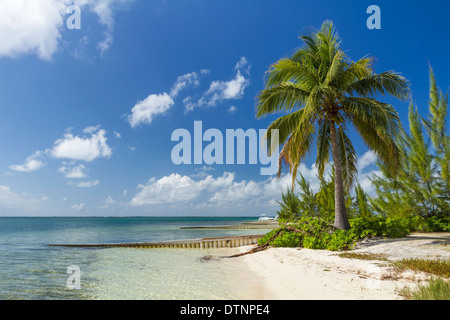 A palm tree stands guard over beautiful Starfish Point Beach on the North side of Grand Cayman, Cayman Island Stock Photo