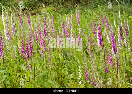 foxglove (Digitalis species) flowers  in meadow in summer, England, United Kingdom, Europe Stock Photo