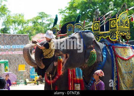 Thai elephants lifting up a woman with their trunks at Nong Nooch Tropical Garden park, Thailand Stock Photo