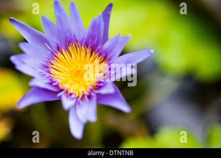 Beautiful purple lotus flower blooming Stock Photo