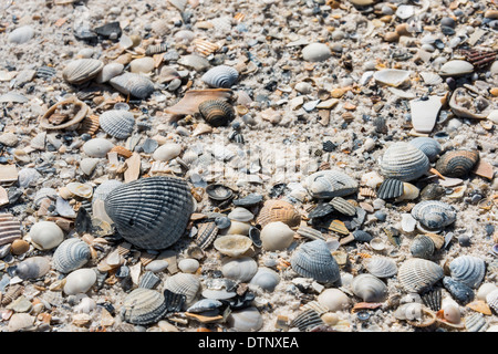 Seashells, Pine Beach Trail, Bon Secour National Wildlife Refuge, Fort Morgan Peninsula, Gulf Shores, Alabama. Stock Photo