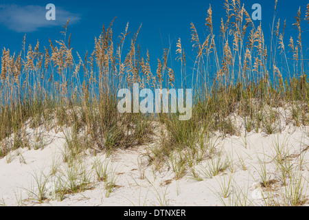 Sea oats (Uniola paniculata), Pine Beach Trail, Bon Secour National Wildlife Refuge, Fort Morgan Peninsula, Gulf Shores, Alabama Stock Photo