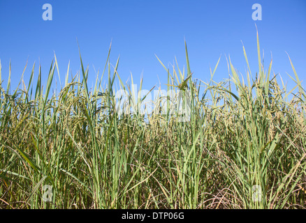 Close up of rice field ready for harvest Stock Photo