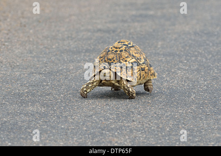 Leopard tortoise (Stigmochelys pardalis), walking on paved road, Kruger National Park, South Africa, Africa Stock Photo
