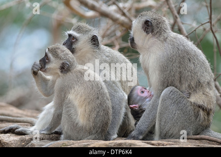 Vervet monkeys (Cercopithecus aethiops), adult, youngs and male baby, Kruger National Park, South Africa, Africa Stock Photo