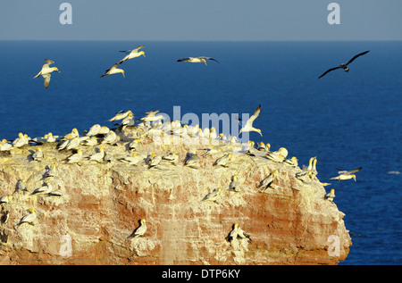 Gannets, colony on cliff top, Lange Anna, Heligoland, Schleswig-Holstein, Germany / (Morus bassanus, Sula bassana) Stock Photo