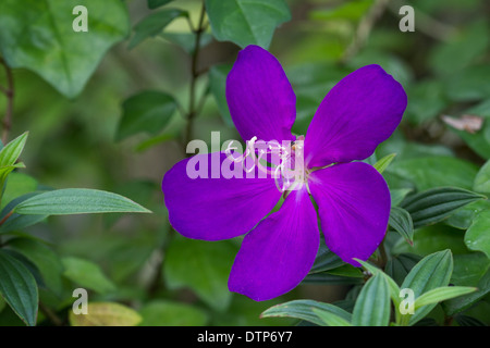 Tibouchina urvilleana, Tibouchina semidecandra, Lasiandra semidecandra ,  Glory Flower, Princess Flower