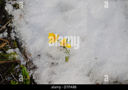 small delicate yellow crocuses flowers surrounded by white snow Stock Photo