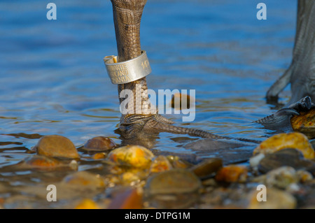 Mute Swan, ringed, North Rhine-Westphalia, Germany / (Cygnus olor) Stock Photo
