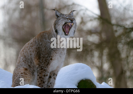 European Lynx / (Lynx lynx, Felis lyns) Stock Photo