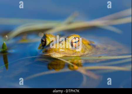 Common Toad, male, North Rhine-Westphalia, Germany / (Bufo bufo) Stock Photo