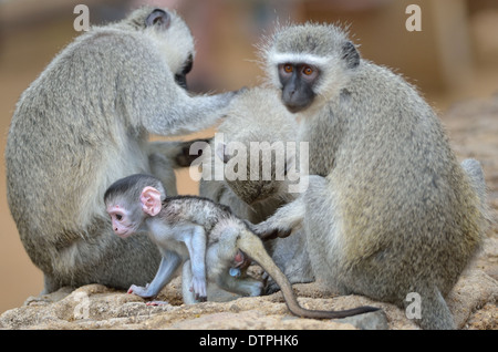 Vervet monkeys (Cercopithecus aethiops), adults and male baby, Kruger National Park, South Africa, Africa Stock Photo