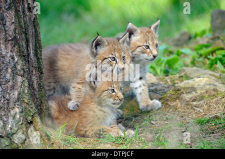 European Lynx, cubs / (Lynx lynx, Felis lynx) Stock Photo