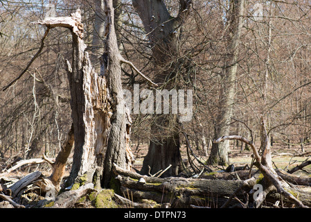 Single old and dead broken tree within a forest Stock Photo