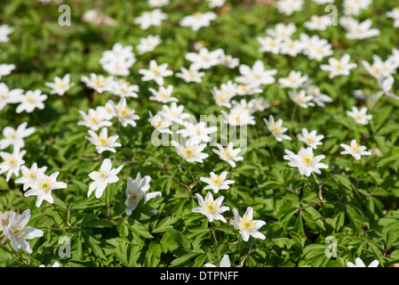 Wood anemones, anemone nemorosa in May on a sunny day Stock Photo