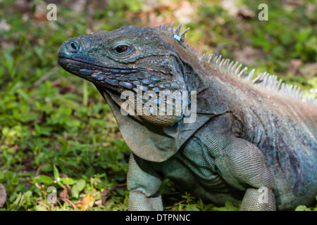 Close-up of a blue and turquoise endangered male blue iguana in Queen Elizabeth II Botanic Park on Grand Cayman, Cayman Islands Stock Photo