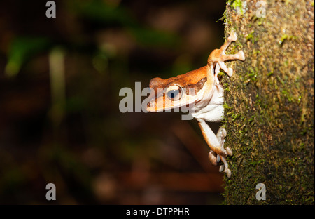 A Dark-eared or Masked Tree Frog ( Polypedates macrotis ), on a Trunk in Borneo, Malaysia Stock Photo