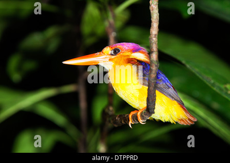 The Oriental Dwarf Kingfisher (Ceyx erithaca) also known as the Black-backed Kingfisher or Three-toed Kingfisher in Borneo Stock Photo