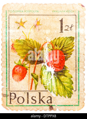 POLAND - CIRCA 1981: A stamp printed in POLAND shows Fragaria vesca, circa 1981 Stock Photo