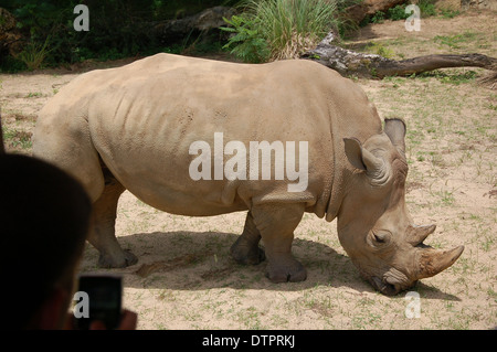 Rhinoceros in Animal Kingdom theme Pk at Walt Disney, Orlando, Florida, U.S.A Stock Photo