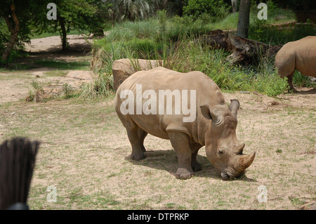 Rhinoceros in Animal Kingdom theme Pk at Walt Disney, Orlando, Florida, U.S.A Stock Photo