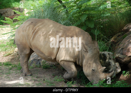 Rhinoceros in Animal Kingdom theme Pk at Walt Disney, Orlando, Florida, U.S.A Stock Photo