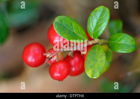 Lingonberry, nature reserve Lienzinger Moos, Bavaria, Germany / (Vaccinium vitis-idaea) Stock Photo