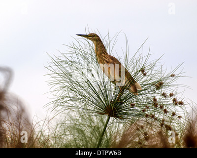 Stork perched in papyrus plant Stock Photo