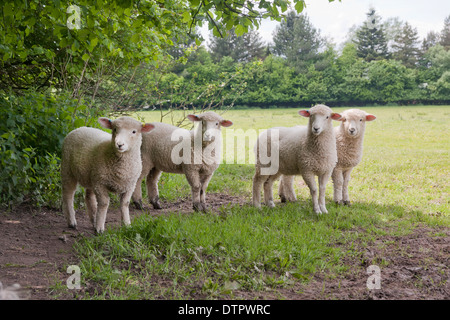 flock of suffolk lambs in meadows near Hurstpierpoint, low weald, West Sussex Stock Photo